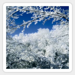 Beautiful Frosty Snow Covered Trees Sticker